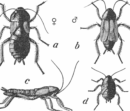 specie di blatte: la riproduzione