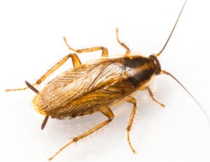 fuochista blatta