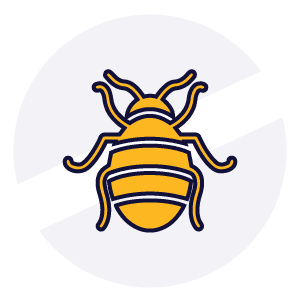 Disinfestazioni Veloci - Cimice
