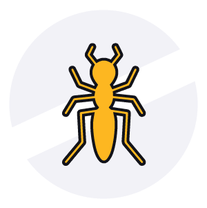 Disinfestazioni Veloci - Formica