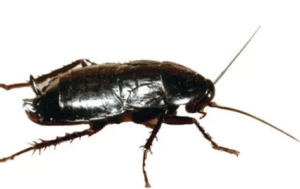 bacarozzo nero