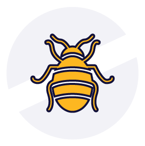 Disinfestazioni Veloci - Cimice