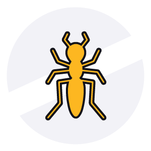 Disinfestazioni Veloci - Formica